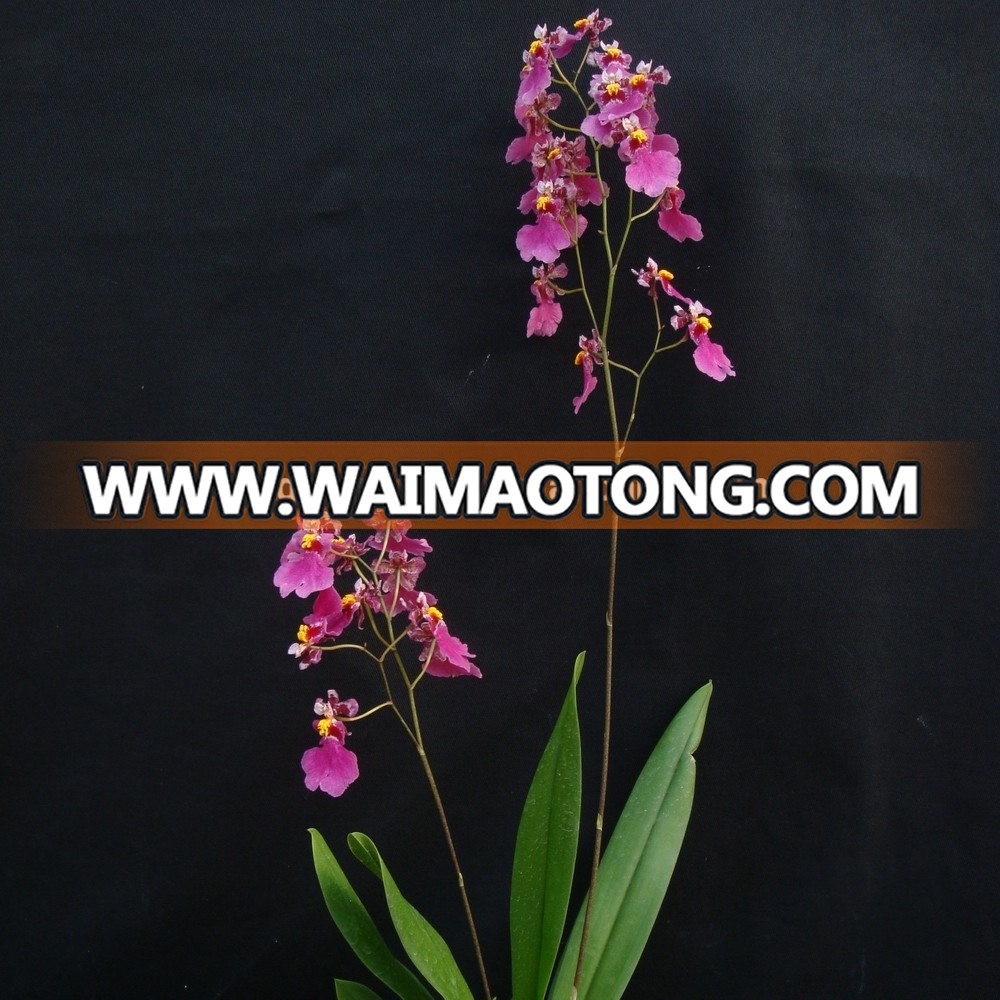 live Oncidium orchid plant