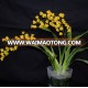 Oncidium orchid