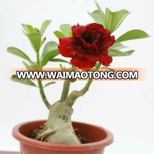 Adenium obesum bonsai