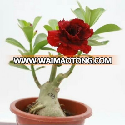 Adenium obesum bonsai