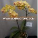 Natural Phalaenopsis Orchid Plant