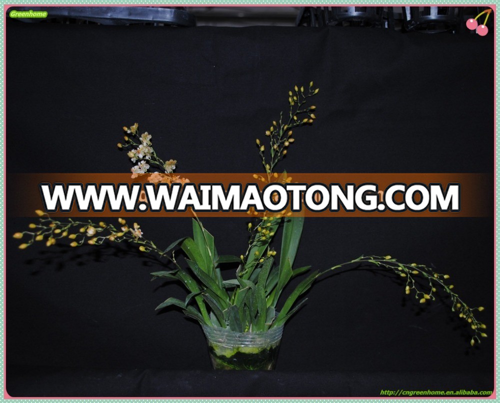 Live Oncidium orchid