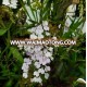 Oncidium orchid seedling