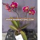 Orchids China butterfly orchid living orchid flower seedling