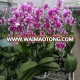 Phalaenopsis Orchid Plant China Orchid Nursery Phalaenopsis Orchid