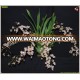 Oncidium orchid